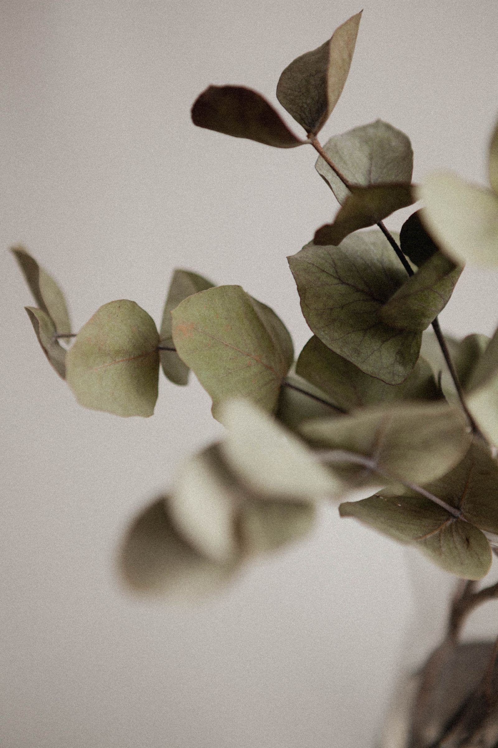Eucalyptus stems against a soft neutral wall